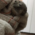 Degu in Handtuch eingewickelt