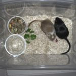 Panik-Box