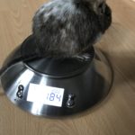 DeguSchweiz Gewichtskontrolle